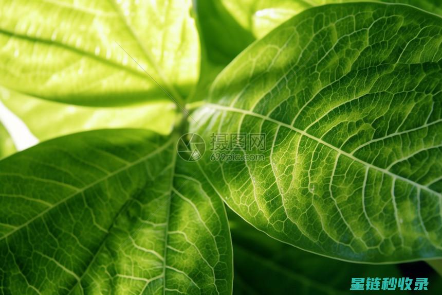 植物叶片为何光亮？揭示隐藏在绿色世界中的独特生理机制 (植物叶片为何不易看到荧光)