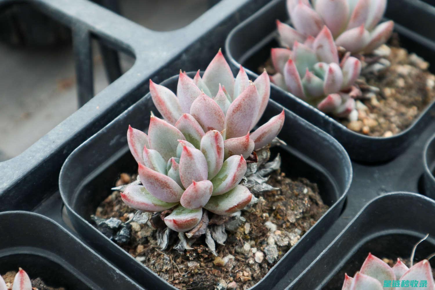 多肉植物养护：如何通过观察叶片变化判断健康状况 (魔法师多肉植物养护)