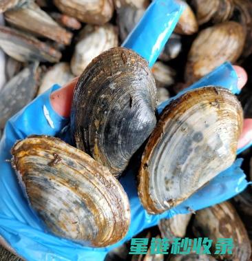 从贝类吐沙看海洋生物的自我调节能力 (贝类 吐沙)