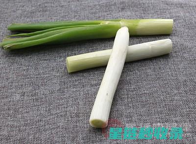 大葱储存技巧大盘点：让你的大葱更持久 (大葱储存技巧和方法)